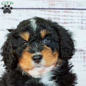 Barry, Bernedoodle Puppy